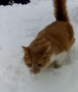 Dog_Dunks_Cats_Head.png