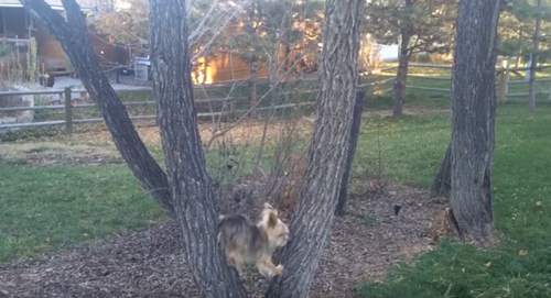 Dog_Figures_Out_How_To_Catch.png