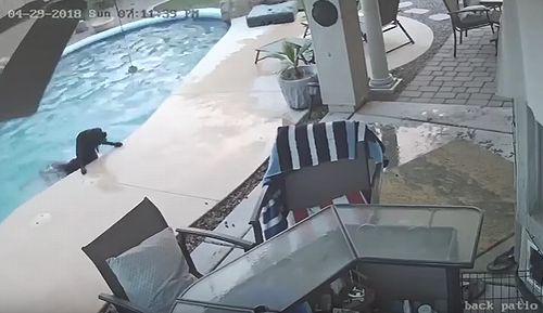 Dog_Jumps_Into_Swimming_Pool.jpg