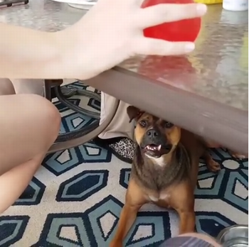 Dog_Loves_The_ball.png