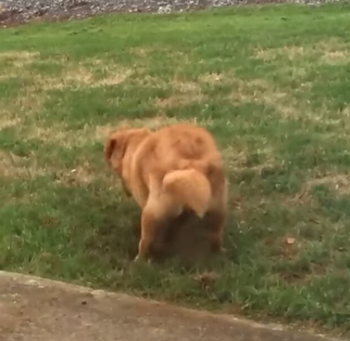 Dog_Plays_It_Cool.png