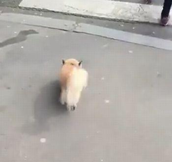 Dog_Spins_in_Circles.jpg