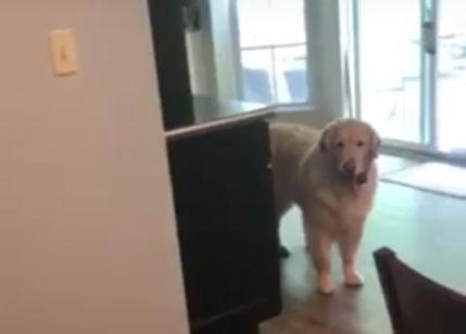 Dog_Steals_Owners_Carr_Keys.jpg