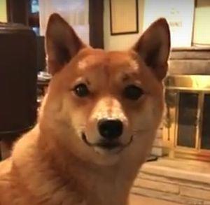 Dog_Wants_Popcorn.jpg