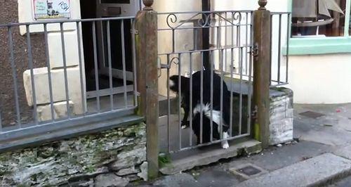 Dog_demands_passers-by_to_play.jpg