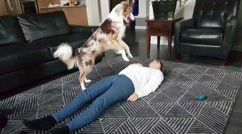 Dog_does_CPR_and_saves_her_owners.jpg