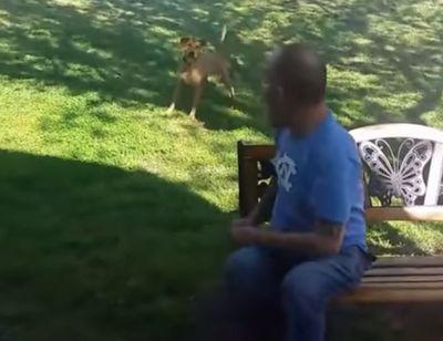 Dog_doesnt_recognize_owner.jpg