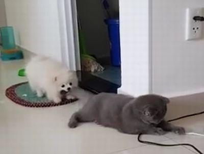 Dog_goes_at_cats_tail.jpg