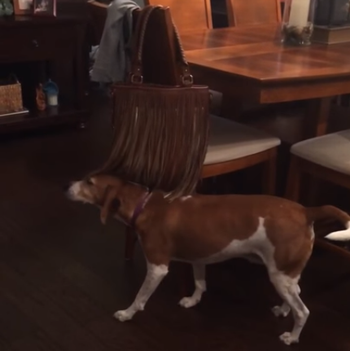 Dog_loves_ticklish_fringe.png