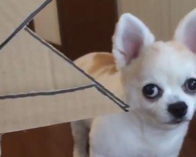 Dog_made_to_wear_a_cardboard_hat.jpg