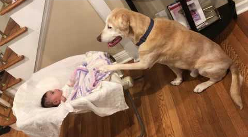 Dog_rocking_baby_to_sleep.png