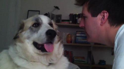 Dog_sucker_punches_dude.jpg