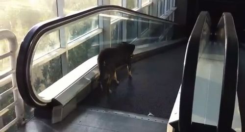 Dog_vs_Escalato.jpg
