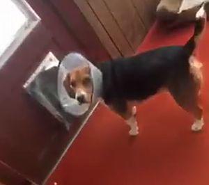 Dog_with_Cone.jpg