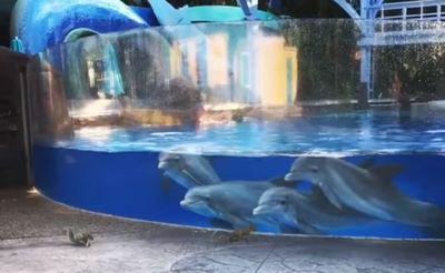 Dolphins_watching_squirrels.jpg