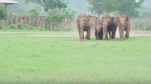 Elephants_Run_To_Greeting.png