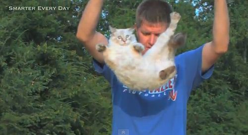 Flipping_Cats.jpg