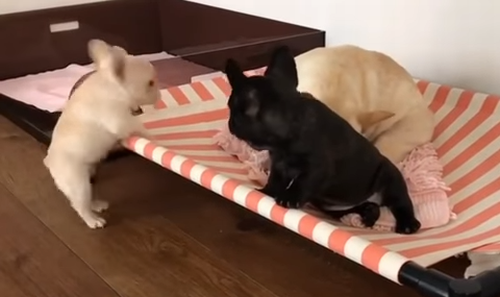 French_bulldog_puppy.png