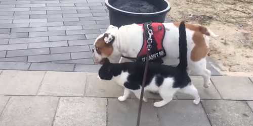 Friendly_feline.png