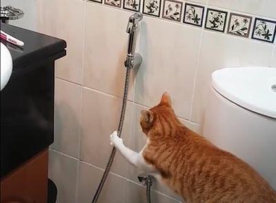 Funny_Cat_Begs.jpg