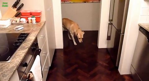 Funny_Guilty_Dog.jpg