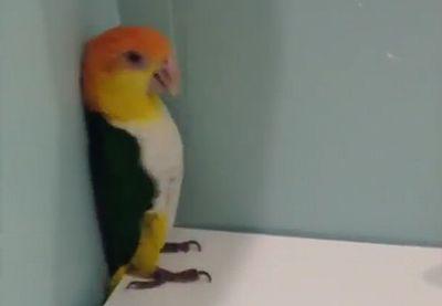 Funny_parrot.jpg