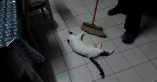 Gato_lampazo.png