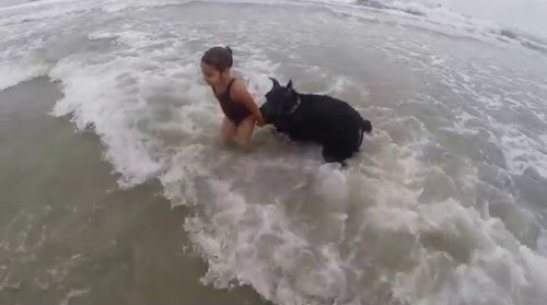 Giant_schnauzer.png