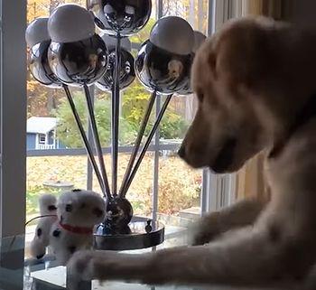 Golden_Retriever_Plays.jpg