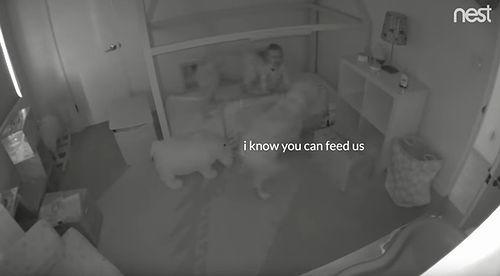 Golden_retriever_our_toddler.jpg
