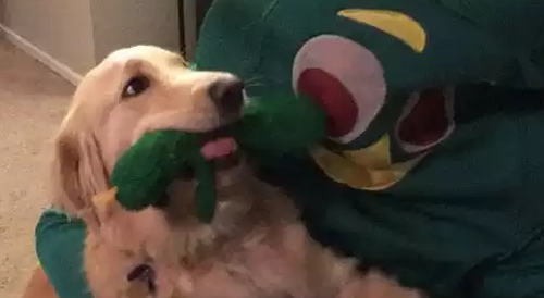 Guy_dresses_up_as_dogs_favorite_toy.png