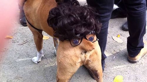 Halloween_Dog.jpg