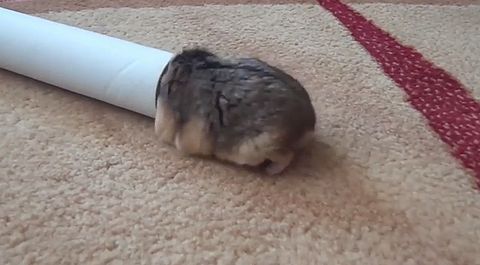 Hamster_and_imaginary_house.jpg