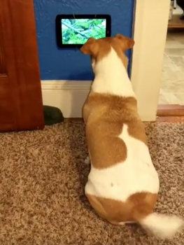 Happy_Tail_Jack_Russell.png
