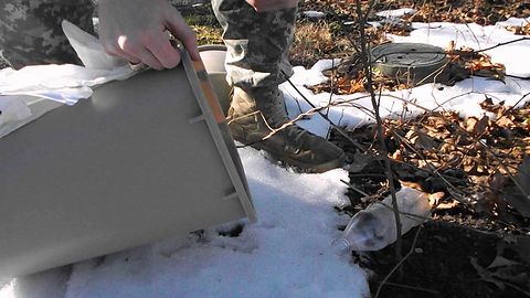 Hawk_snatches_released_mouse.jpg