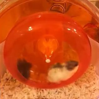 Hilarious_Baby_Hamster.jpg