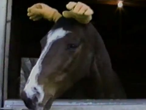 Horse_has_human_hands_for_ears.jpg