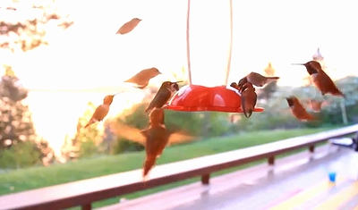 Hummingbird.jpg