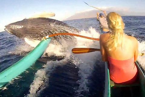 Humpback_Whale.jpg