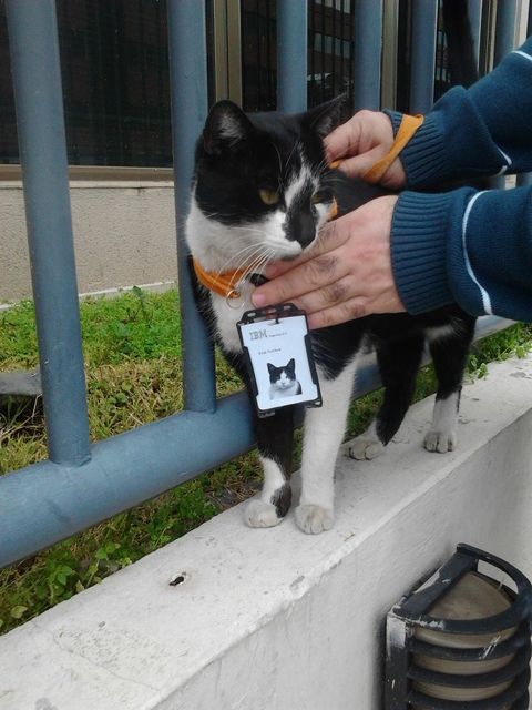 IBM_cat.jpg