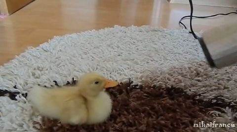 I_are_cute_ducking.jpg