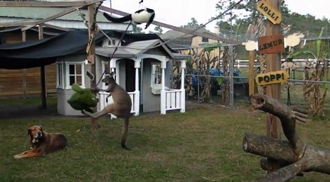 KANGAROO_BOXES_A_HIPPO.jpg
