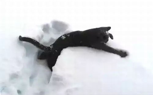 Kitten_Discovering_Snow_For_The_First_Time.png