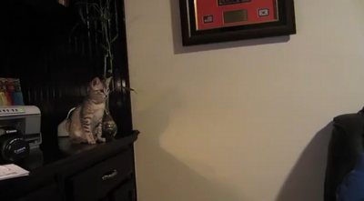 Kitten_Jump_Fail.jpg