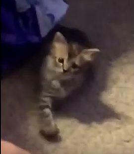 Kitten_preciously.jpg