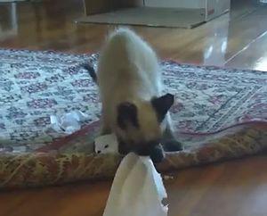 Kitties_Find_Toilet_Paper_Roll.jpg