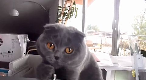 Knubbi_the_crazy_cat.jpg