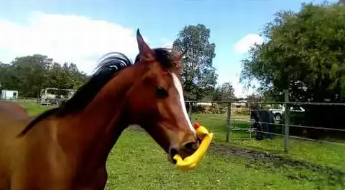 Kruzah_chook_video.png