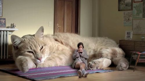 Le_gato.jpg