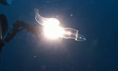 Leptocephalus.jpg